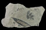 Pennsylvanian Fossil Fern (Neuropteris) Plate - Kentucky #137744-1